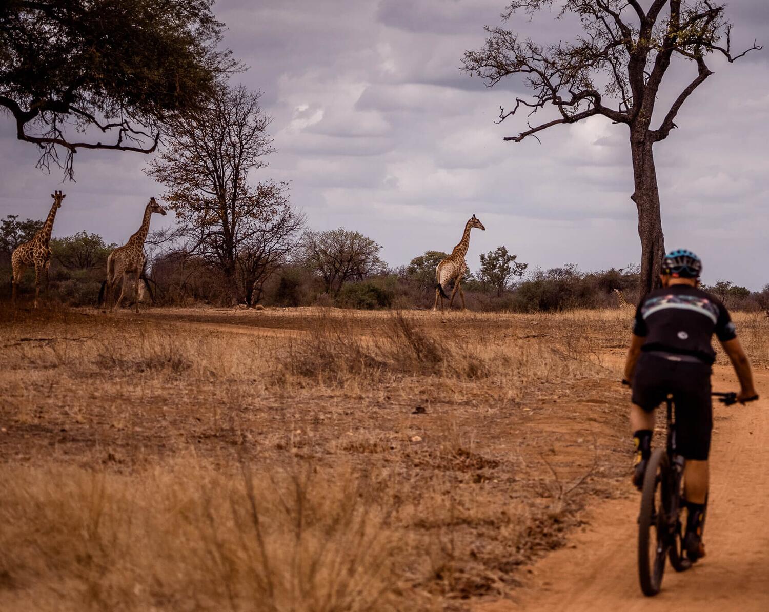 Big Five safari at a Cape game reserve