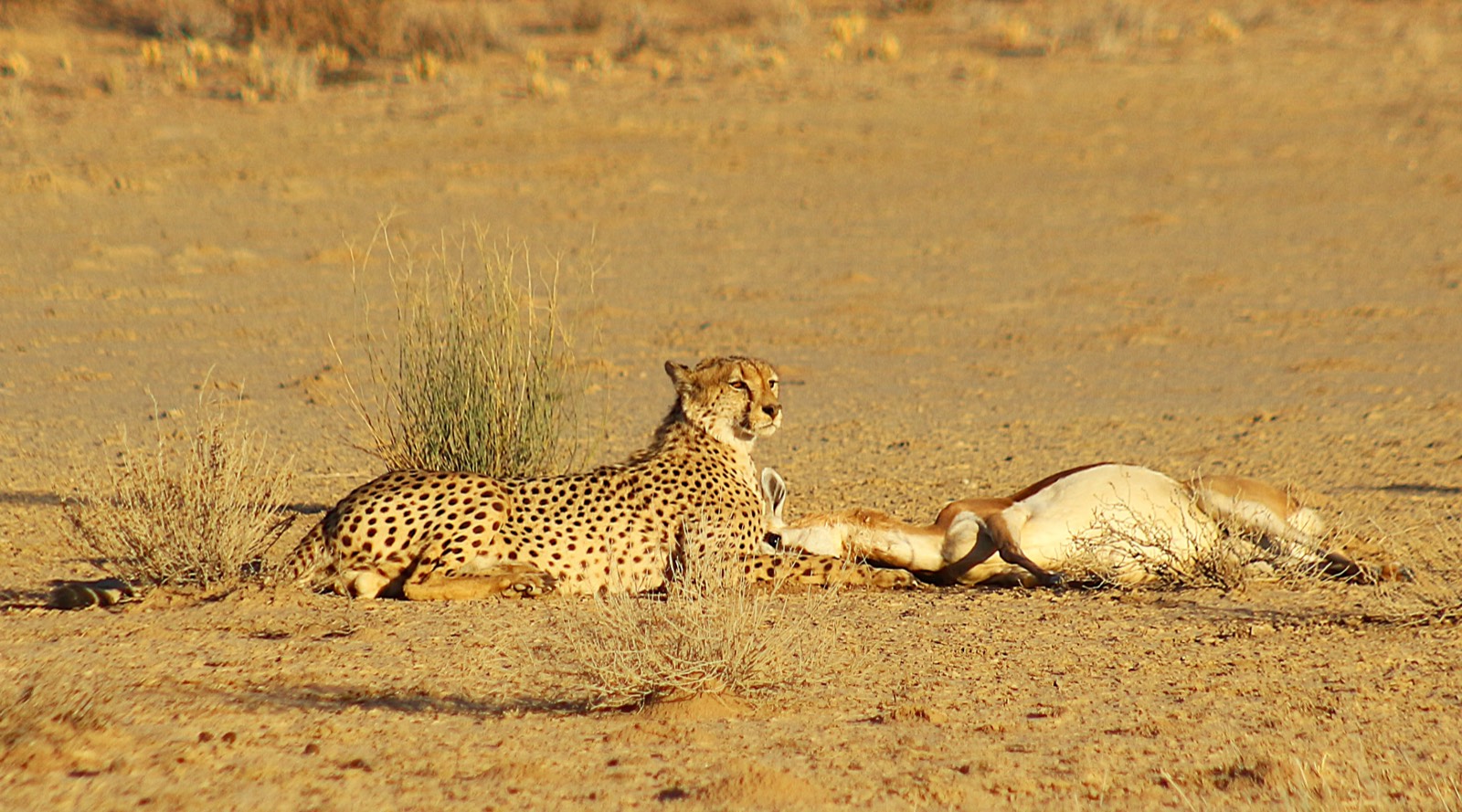 Cheetah in the Kgalagadi Transfrontier Park