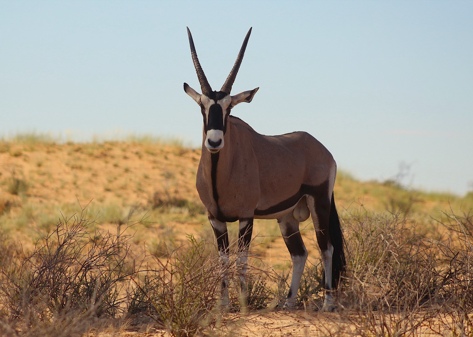 Gemsbok in the red dunes of the Kgalagadi