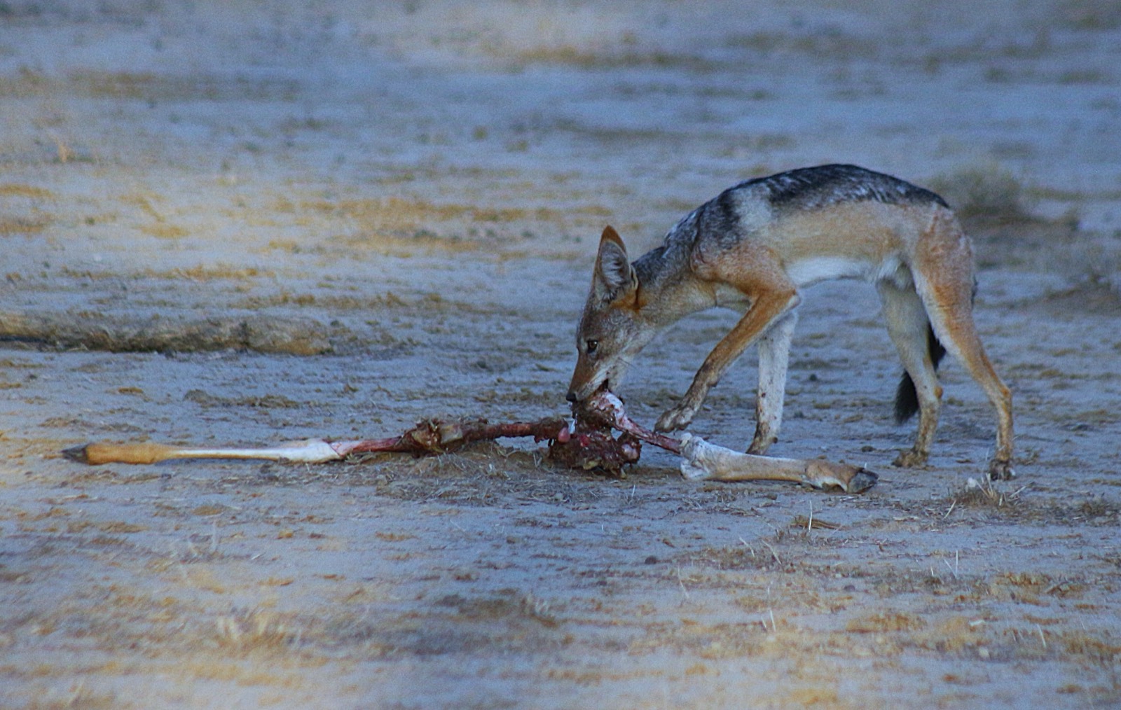 Black-backed jackal