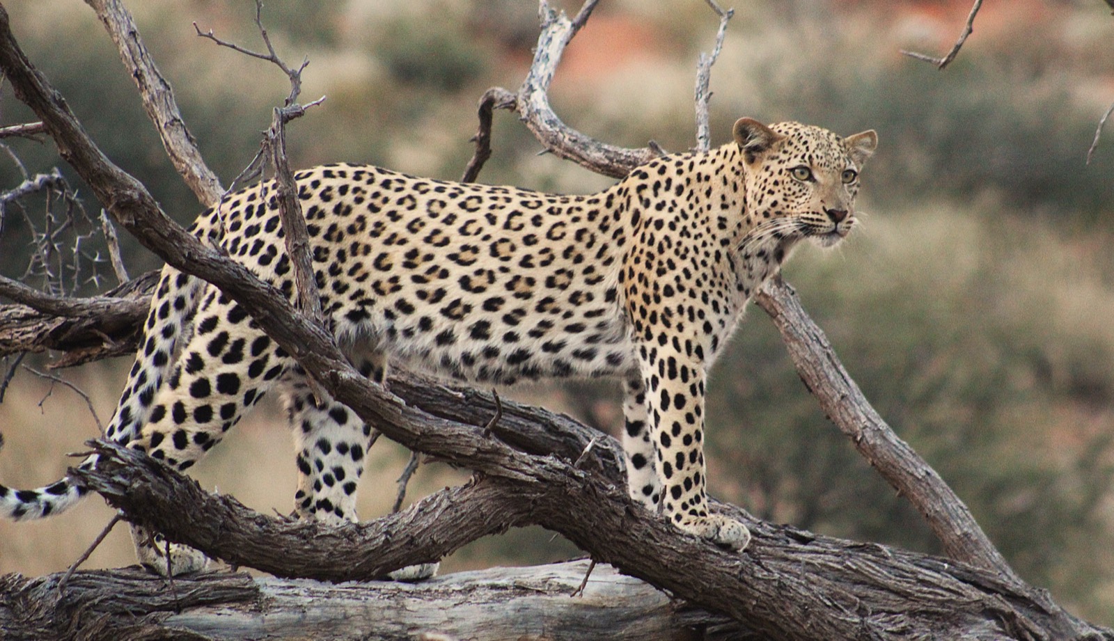 Leopard in the Kgalagadi