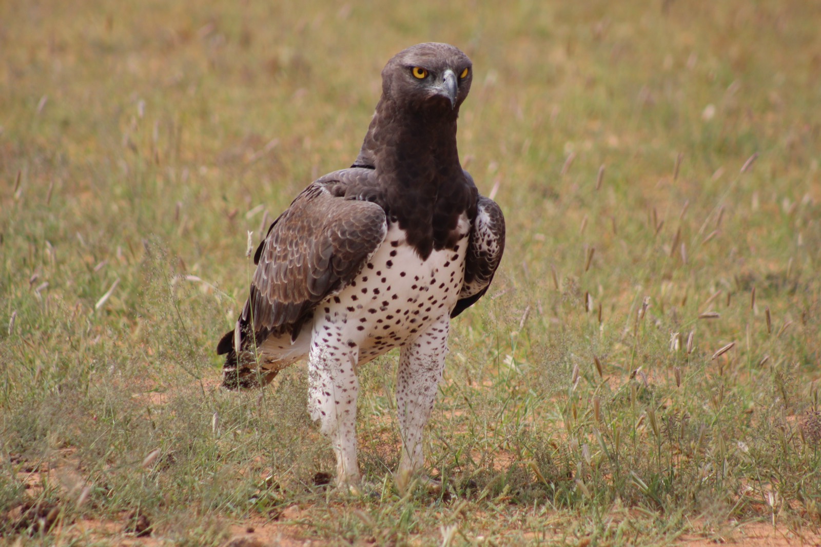 Martial eagle