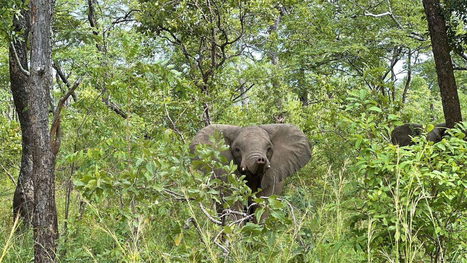 Elephant in Liwonde National Park
