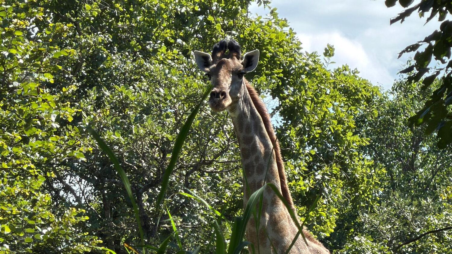 Giraffe on a game drive in Liwonde
