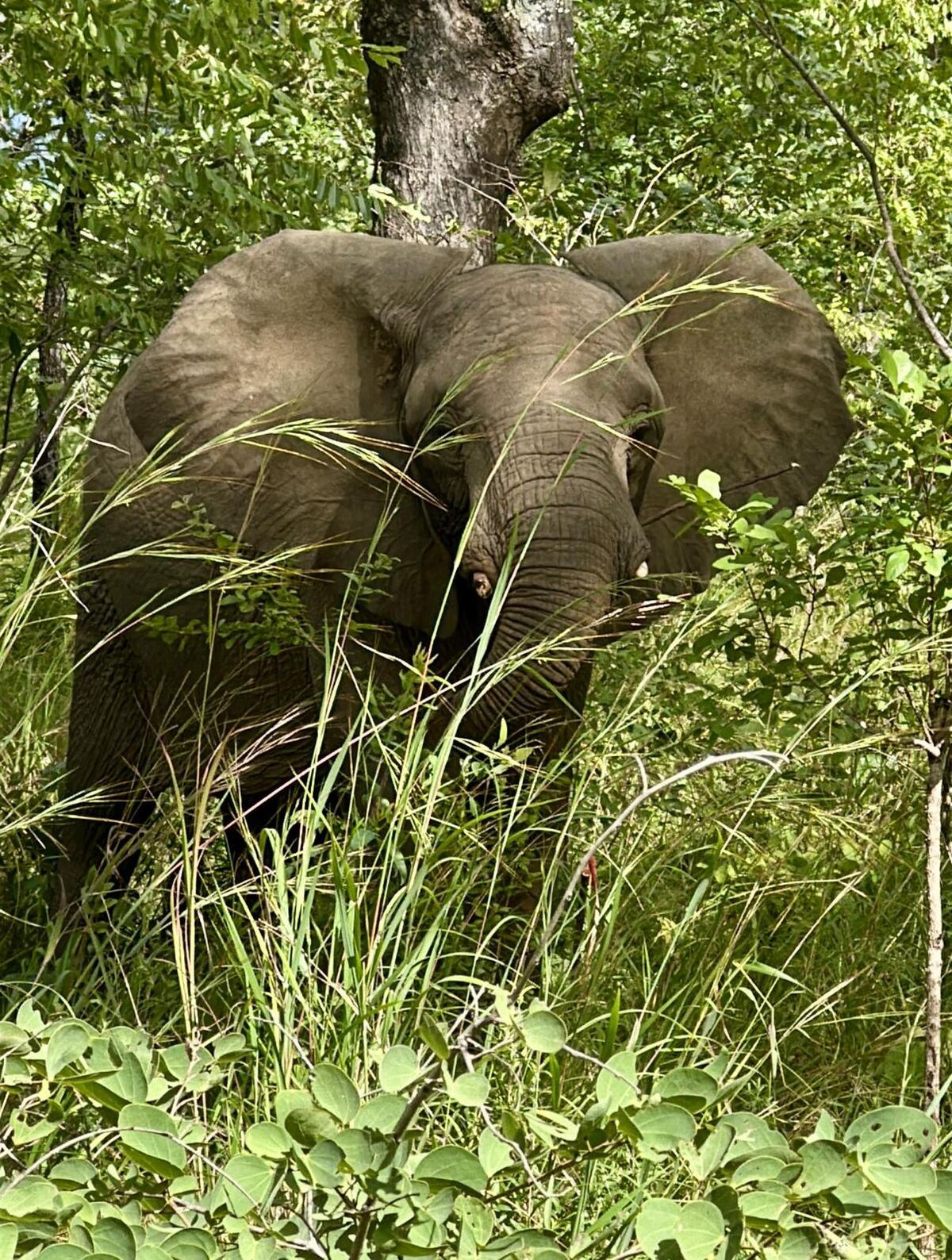 Elephant in Liwonde National Park