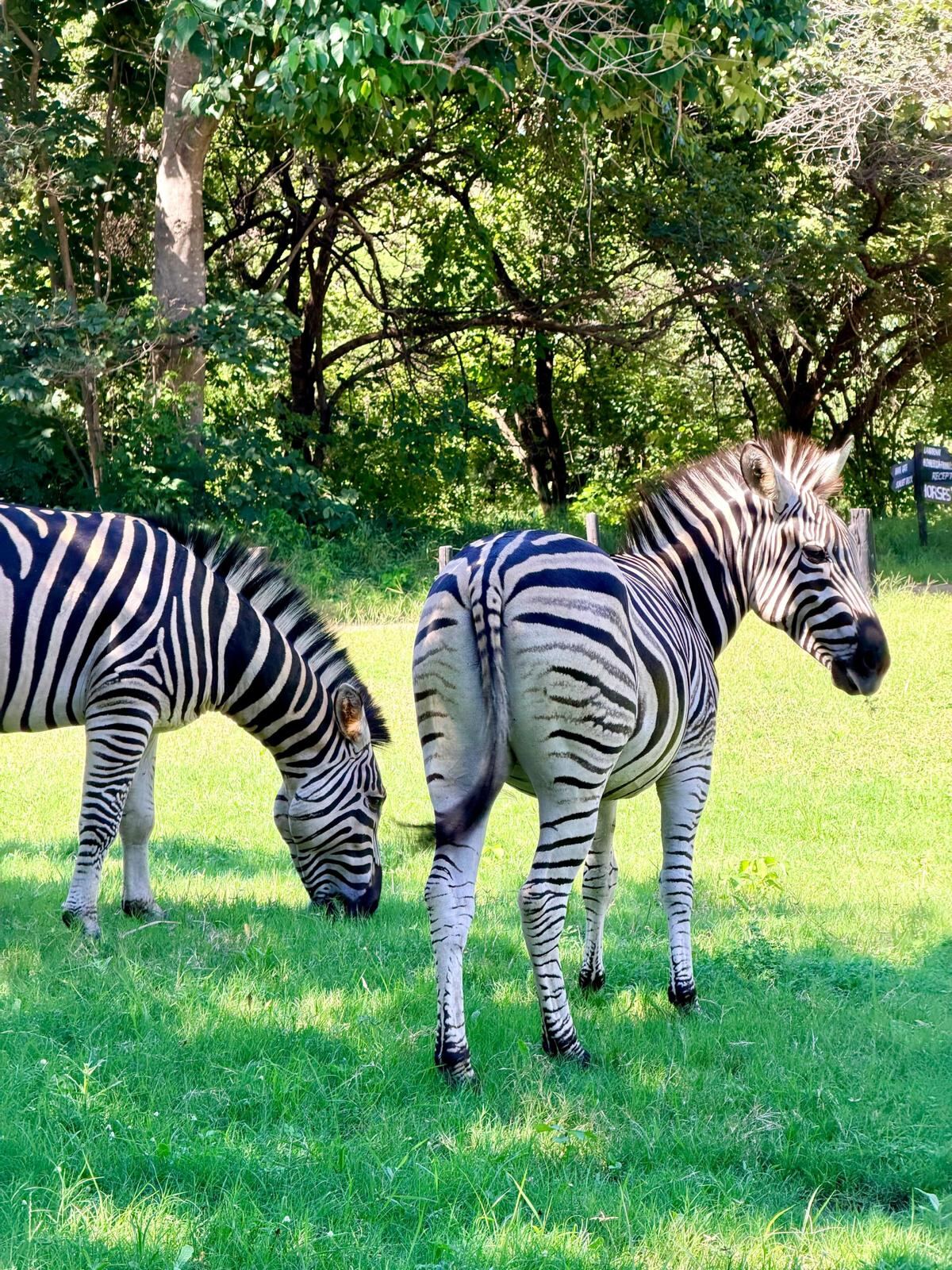 Zebras in Malawi